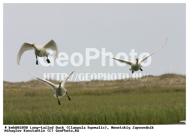 �������� ������, ��������, ��������, ��������, �����������, �����������������, ������������� �����, ������������� �����, XYZ, ������, Anatidae, ����� ������, ��������� ������, Cygnus bewickii