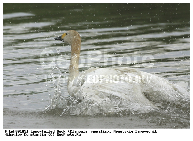 �������� ������, ��������, ��������, ��������, �����������, �����������������, ������������� �����, ������������� �����, XYZ, ������, Anatidae, ����� ������, ��������� ������, Cygnus bewickii