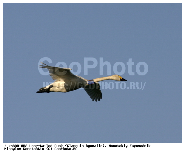 �������� ������, ��������, ��������, ��������, �����������, �����������������, ������������� �����, ������������� �����, XYZ, ������, Anatidae, ����� ������, ��������� ������, Cygnus bewickii