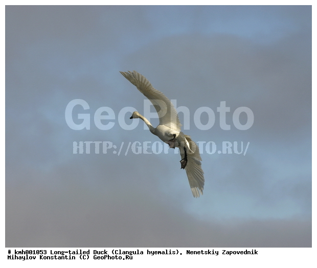 �������� ������, ��������, ��������, ��������, �����������, �����������������, ������������� �����, ������������� �����, XYZ, ������, Anatidae, ����� ������, ��������� ������, Cygnus bewickii