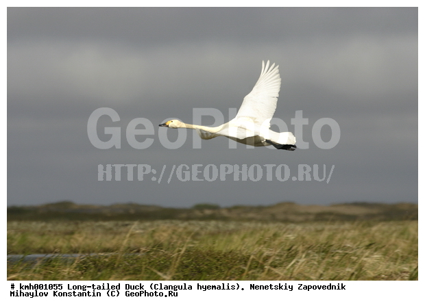 �������� ������, ��������, ��������, ��������, �����������, �����������������, ������������� �����, ������������� �����, XYZ, ������, Anatidae, ����� ������, ��������� ������, Cygnus bewickii