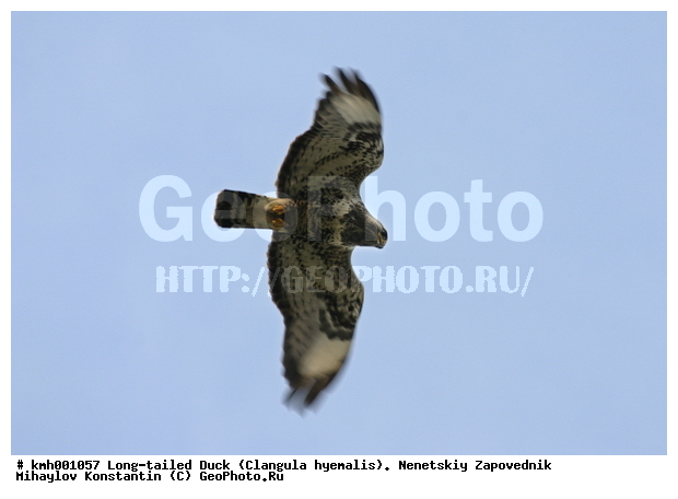 �������� ������, ��������, ��������, ��������, �����������, ������ �����, ������ �����, XYZ, ����������, Accipitridae, ������, ���������� �����, Buteo lagopus, ��������, ��������, ��������, �����������, ������ �����, ������ �����, XYZ, ����������, Accipitridae, ������, ���������� �����, Buteo lagopus