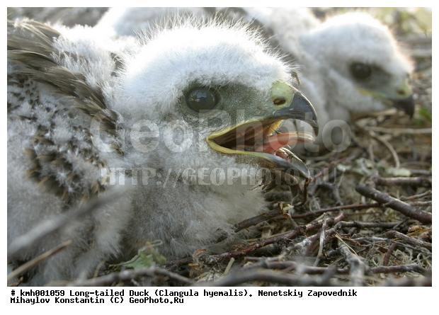 �������� ������