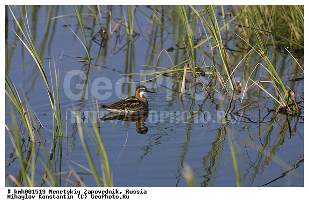 �������� ������, ��������, ��������, ��������, �����������, �����, �����, �����, ������, ������� �����, ������� �����, XYZ, ���������, Scolopacidae, ����������� ���������, Phalaropus lobatus