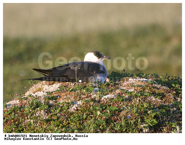 �������� ������, ��������, ��������, ��������, �����������, ������� �����, ������� �����, XYZ, ������������, Stercorariidae, �������������� ��������, Stercorarius parasiticus