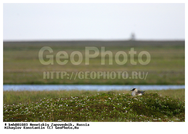 �������� ������, ��������, ��������, ��������, �����������, ������� �����, ������� �����, XYZ, ������������, Stercorariidae, �������������� ��������, Stercorarius parasiticus