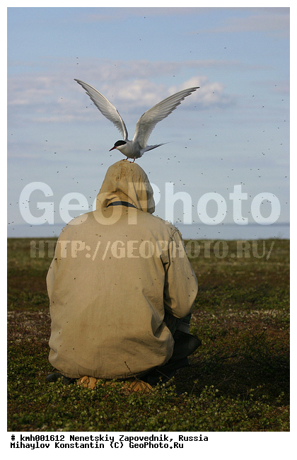 �������� ������, ��������, ��������, ��������, �����������, ������� �����, ������� �����, XYZ, ���������, Sternidae, �������� ������, Sterna paradisaea