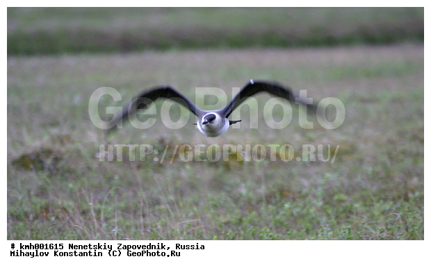 �������� ������, ��������, ��������, ��������, �����������, ������� �����, ������� �����, XYZ, ������������, Stercorariidae, �������������� ��������, Stercorarius parasiticus