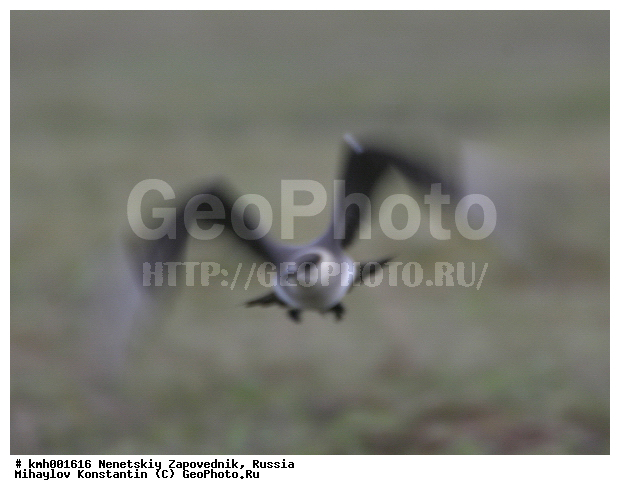 �������� ������, ��������, ��������, ��������, �����������, ������� �����, ������� �����, XYZ, ������������, Stercorariidae, �������������� ��������, Stercorarius parasiticus