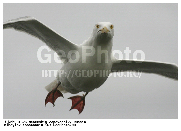 �������� ������, ��������, ��������, ��������, �����������, ������� �����, ������� �����, XYZ, ��������, Laridae, ����������, Larus hyperboreus