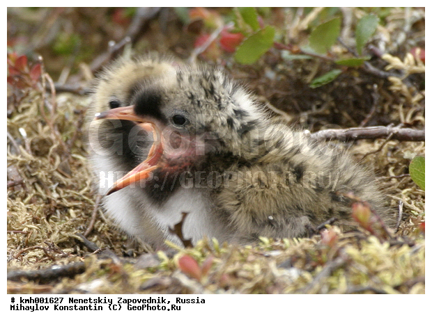 �������� ������, ��������, ��������, ��������, �����������, ������� �����, ������� �����, XYZ, ���������, Sternidae, �������� ������, Sterna paradisaea