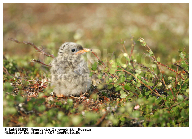 �������� ������, ��������, ��������, ��������, �����������, ������� �����, ������� �����, XYZ, ���������, Sternidae, �������� ������, Sterna paradisaea