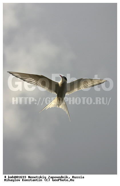 �������� ������, ��������, ��������, ��������, �����������, ������� �����, ������� �����, XYZ, ���������, Sternidae, �������� ������, Sterna paradisaea