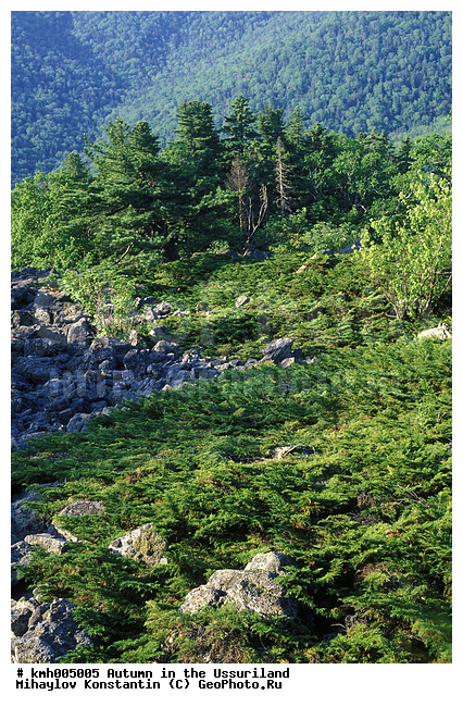 �����, ����������� �����