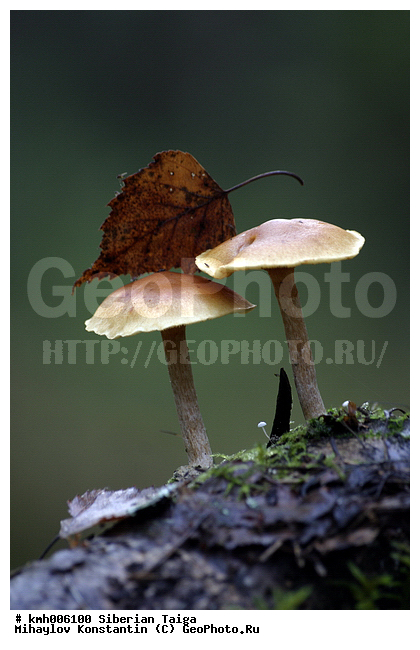 ������, ����, �����, ����, ������, ������, �� ���, ����, ��� �������, ���������, �������, �����