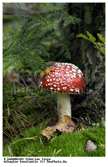 ����, �����, ������, ������, �� ���, ��� �������, �������, �����