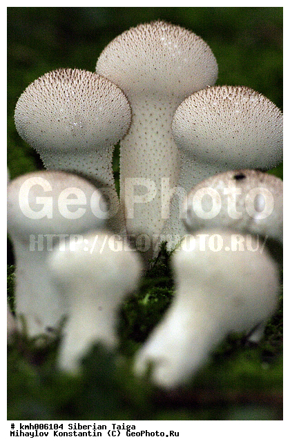 ����, �����, ������, ������, �� ���, ��� �������, �������, �����