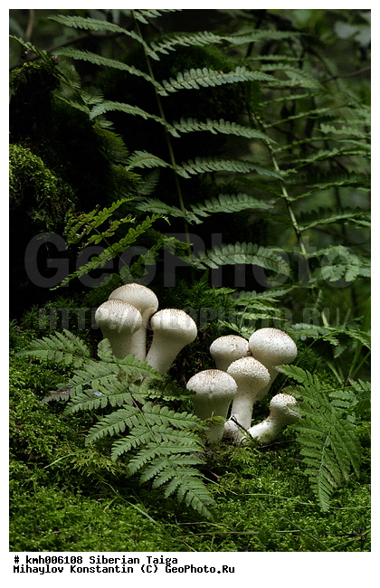 ����, �����, ������, ������, �� ���, ��� �������, �������, �����