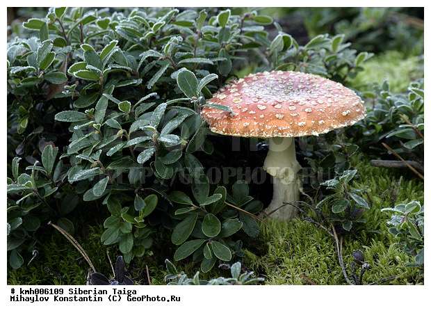 ����, �����, ������, ������, �� ���, ��� �������, �������, �����