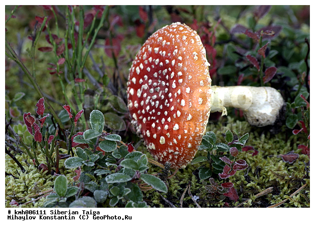 ����, �����, ������, ������, �� ���, ��� �������, �������, �����