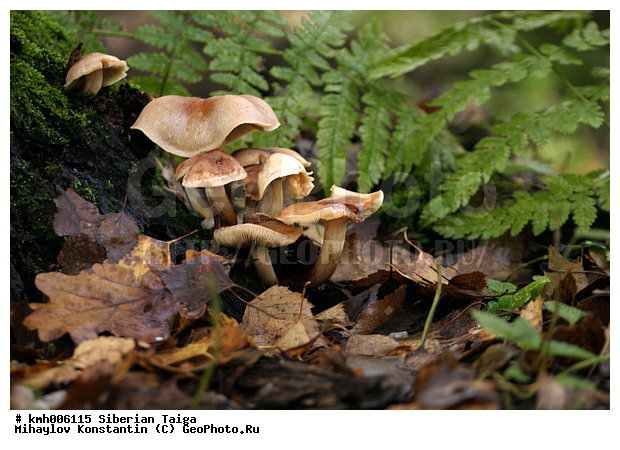 ����, �����, ������, ������, �� ���, ��� �������, �������, �����