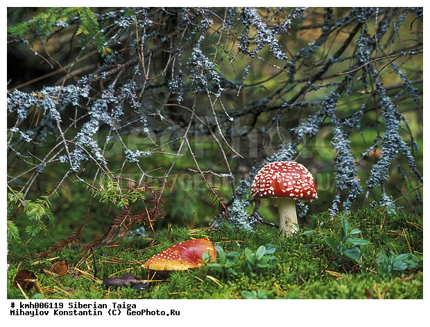 ����, �����, ������, ������, �� ���, ��� �������, �������, �����