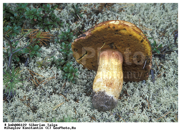 ����, �����, ������, ������, �� ���, ��� �������, �������, �����