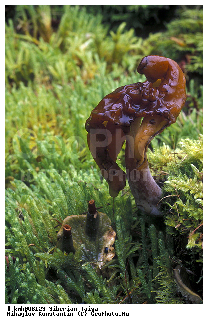 ����, �����, ������, ������, �� ���, ��� �������, �������, �����