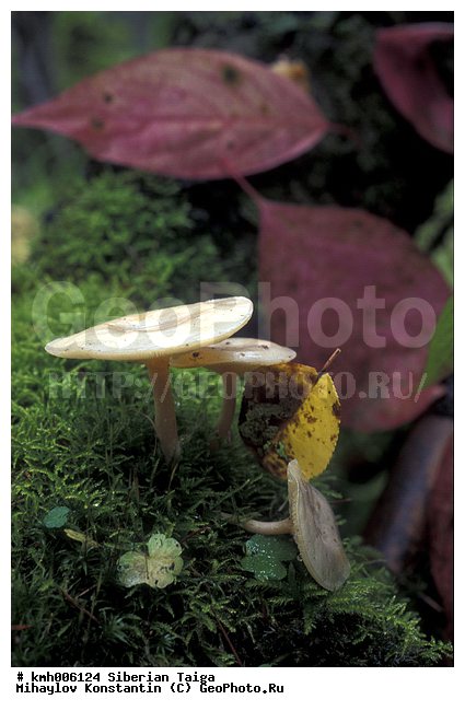 ����, �����, ������, ������, �� ���, ��� �������, �������, �����