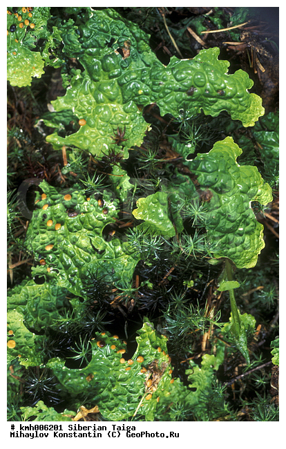 ���, ��������, �����������, ������, �������, �����