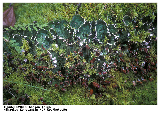 ��, ���, ��������, �����������, ������, �������, �����