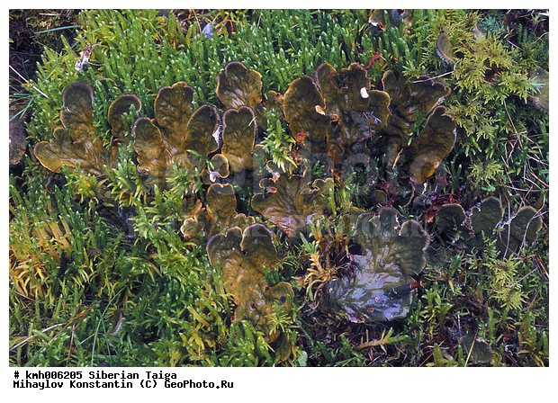 ���, ��������, �����������, ������, �������, �����