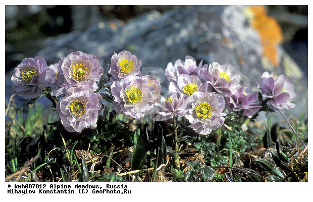 �����-�������� ������, �����, ���������� ����, ���� ������, ������, ���������� ��������������, ���������� ����, ���������, ������� ���, ��������, ��������, �����