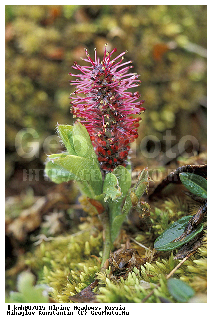 �����-�������� ������, �����, ���������� ����, ���� ������, ������, ���������� ��������������, ���������� ����, ���������, ������� ���, ��������, ��������, �����