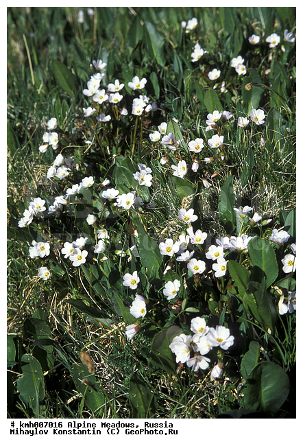 �����-�������� ������, �����, ���������� ����, ���� ������, ������, ���������� ��������������, ���������� ����, ���������, ������� ���, ��������, ��������, �����