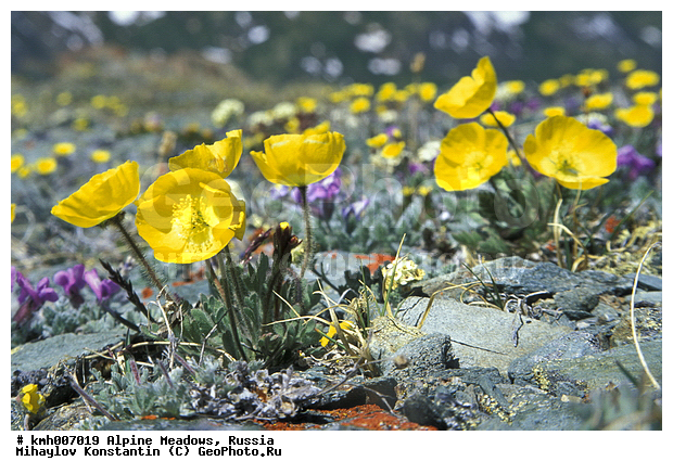 �����, ���������� ����