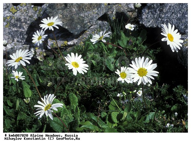 ���������� ����, ������