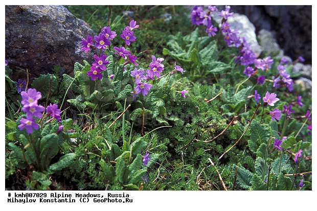 ���������� ����, ������