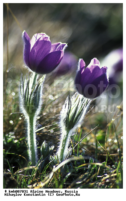 �����-�������� ������, �����, ���������� ����, ���� ������, ������, ��������, ���-�����, ���������� ��������������, ���������� ����, ������, ����, ���������, ����, ������� ���, ��������, ���������, ���������, ��������, �����