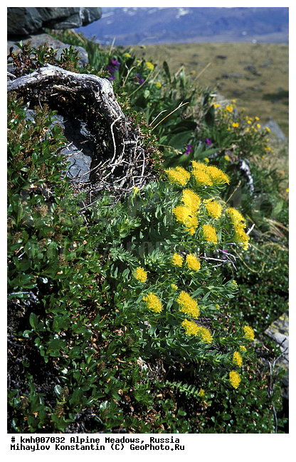 �����-�������� ������, �����, ���������� ����, ���� ������, ������, ���������� ��������������, ���������� ����, ���������, ������� ���, ��������, ��������, �����