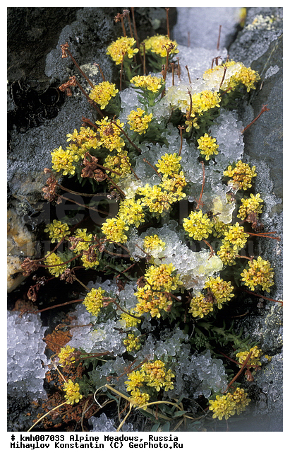 �����-�������� ������, �����, ���������� ����, ���� ������, ������, ���������� ��������������, ���������� ����, ���������, ������� ���, ��������, ��������, �����