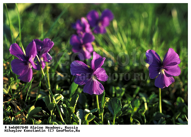 �����-�������� ������, �����, ���������� ����, ���� ������, ������, ���������� ��������������, ���������� ����, ���������, ������� ���, ��������, ��������, �����