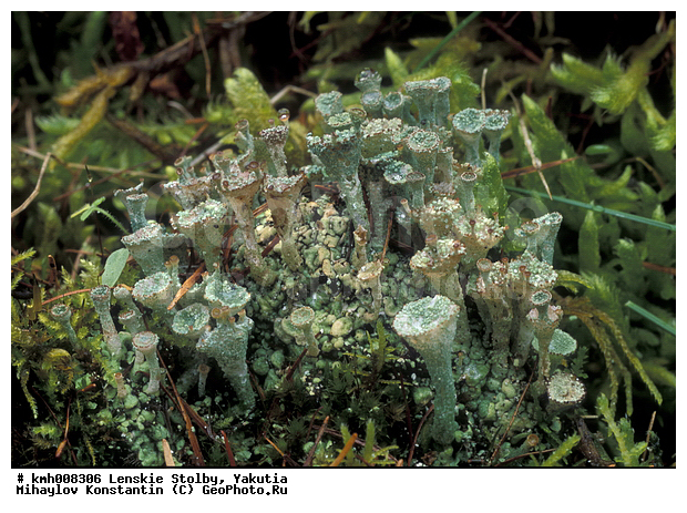 ����, ������� ������, ������, �������, �������� �������, ���� ����, ������