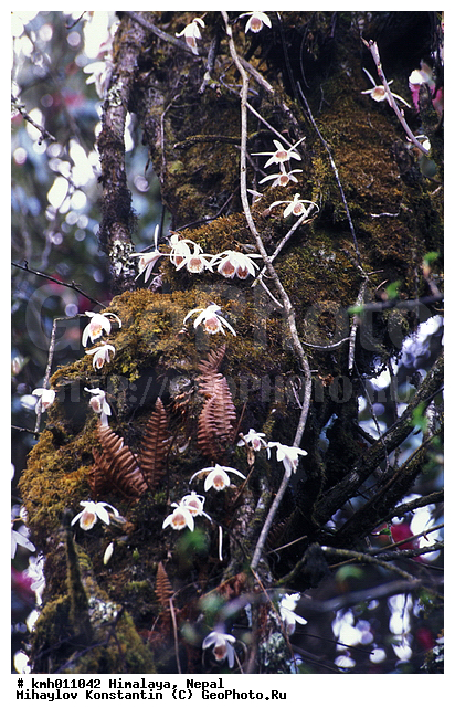 �������, �����