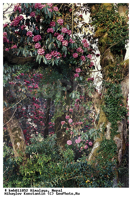 �������, �����