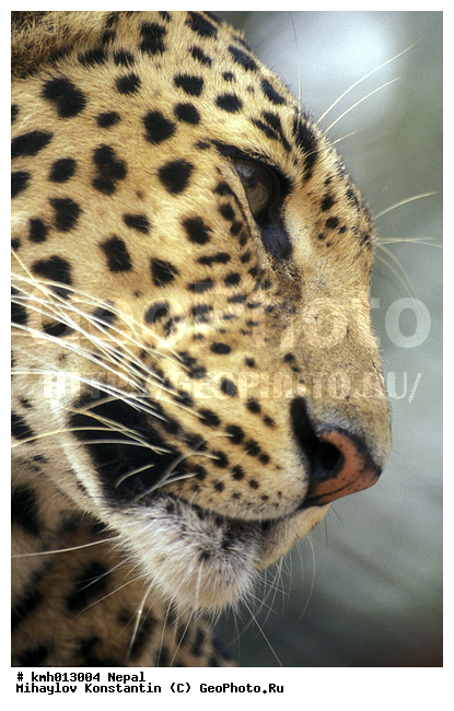 �����, ������� ������, �������, ��������, ��������, �������������, �������������, �����, �����, �������, XYZ, �������, Felidae, �������, ����, �������, Panthera pardus