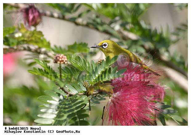 �����, ������� ������, �������, ��������, ��������, �����, �����, ��������, �����������, �������������, Zosteropidae, XYZ, ��������� ����������, Zosterops palpebrosus