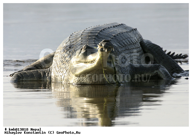 �����, ������� ������, �������, ��������, ��������, ��������������, ��������������, ��������, ��������, XYZ, ����������, Gavialidae, �������� ������, Gavialis gangeticus