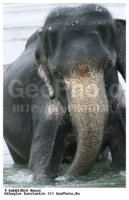 �����, ������� ������, �������, ��������, ��������, �������������, �������������, �����, �����, XYZ, ��������, Proboscidea, ��������� ����, ��������� ����, Elephas maximus