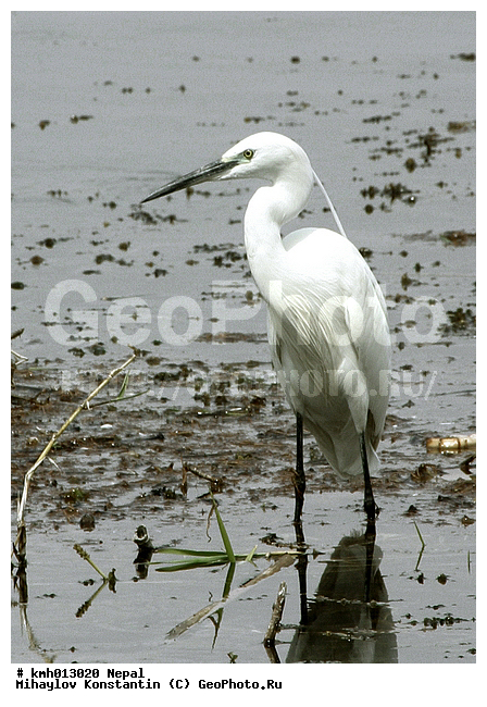 �����, ������� ������, �������, ��������, ��������, �����, �����, ��������, �����������, XYZ, ��������, Ardeidae, ����� ����� �����, ������-�����, Egretta garzetta